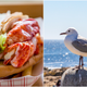 Image for article titled Asshole seagull snatches $21.50 lobster roll